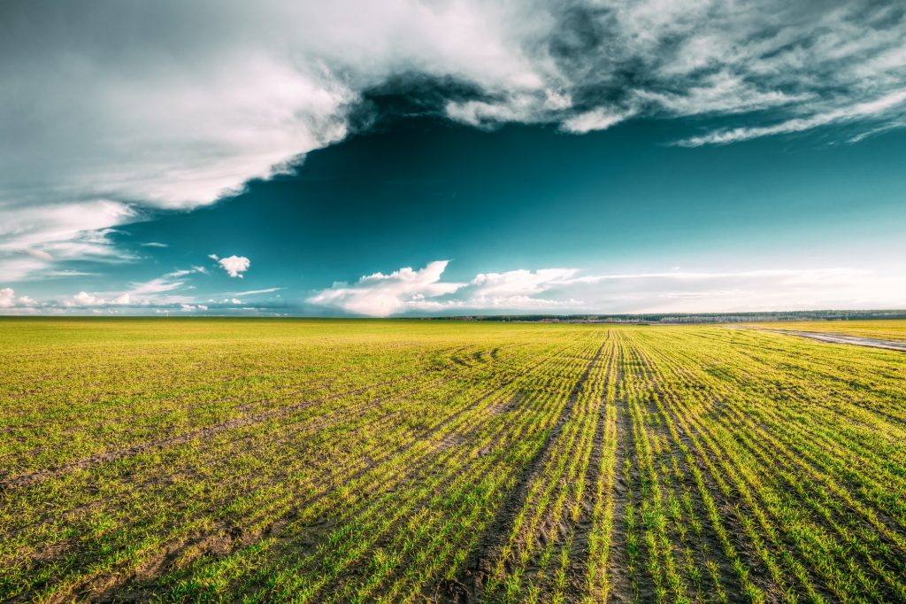 Green Field In Spring. Agricultural Landscape